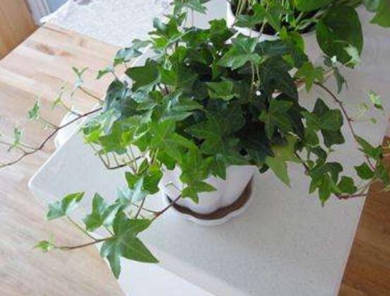 常春藤怎么養(yǎng)長(zhǎng)得壯，只需要做好五個(gè)要點(diǎn)即可"
