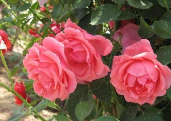 月季花如何壓條繁殖，教你六達(dá)基本步驟存活率百分百"