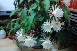 曇花葉子發(fā)黃怎么辦，分析問題的原因并及時(shí)處理"