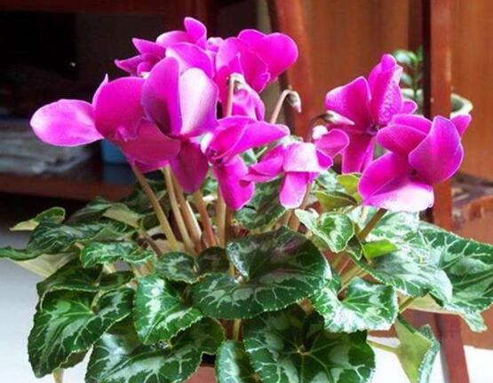 仙客來幾月份過休眠期，以夏季為準(zhǔn)/環(huán)境決定不同休眠期"