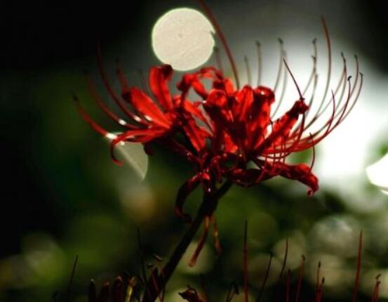 彼岸花語，不同國家不同花語/中國、朝鮮、日本"