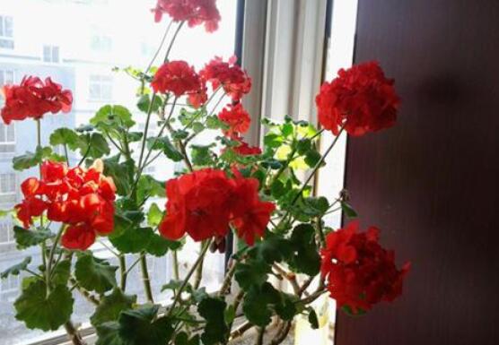 天竺葵快速生根法，教你最快生根六點(diǎn)步驟(15天生根)"