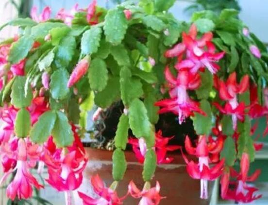 蟹爪蘭不開(kāi)花怎么辦，做好六個(gè)要點(diǎn)花開(kāi)爆盆