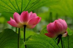 荷花冬天會(huì)開花嗎，華南地區(qū)冬天可以開花"