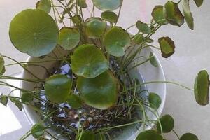 銅錢(qián)草葉子邊緣干枯，銅錢(qián)草葉子發(fā)黃怎么辦"