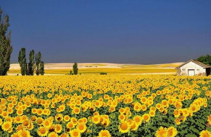 向日葵象征什么意義，最適合送給暗戀的人"