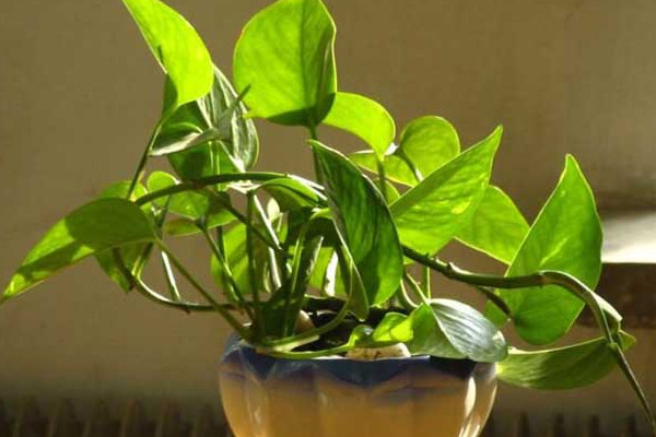 綠蘿施什么肥，氮鉀肥/有機(jī)肥/腐熟肥等等"