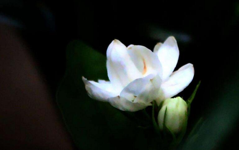 茉莉花開花后怎么辦，要及時(shí)修剪和施肥等3個(gè)方面的養(yǎng)護(hù)"