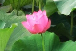 荷花的風(fēng)水作用和禁忌，不能放在大門口"