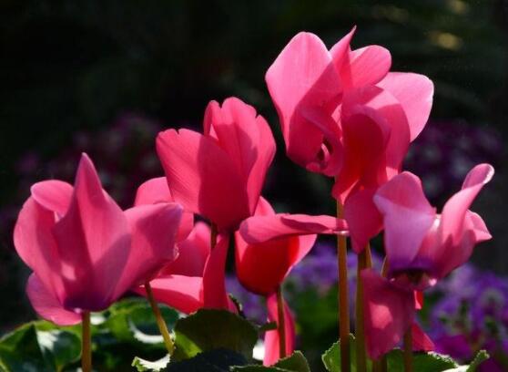 仙客來(lái)花期需施什么肥，做好薄肥少施原則(磷鉀肥為主)"