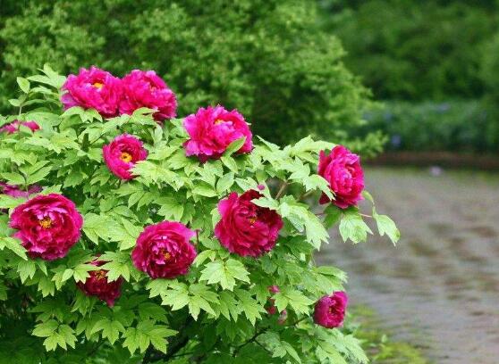 牡丹花爛根怎么辦，牡丹花爛根解決辦法"