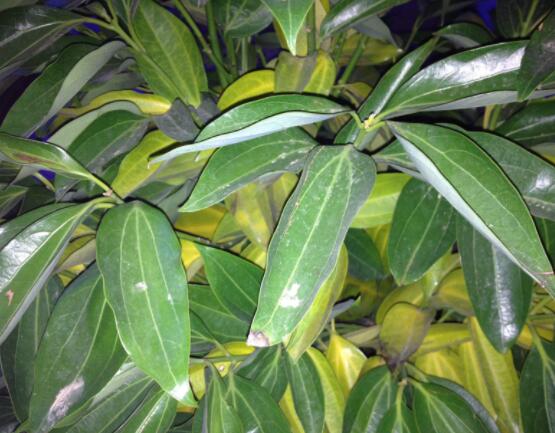 平安樹葉子發(fā)黃掉落怎么辦，教你四種解決辦法快速恢復(fù)生機(jī)"