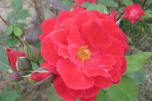 月季花有毒嗎，月季花可以吃嗎(無毒可食用)"