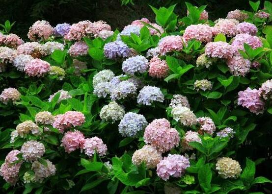 天竺葵和繡球花的區(qū)別，盤點三種區(qū)別方法(外形/習性/價值)"