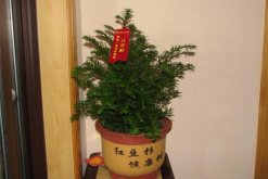 紅豆杉的花語和傳說，花語高傲、傳說凄涼"