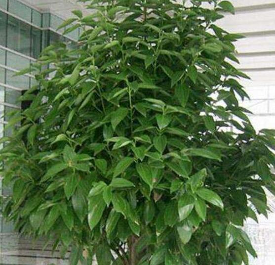 平安樹(shù)發(fā)黃脫落怎么辦，平安樹(shù)養(yǎng)殖方法與技巧"