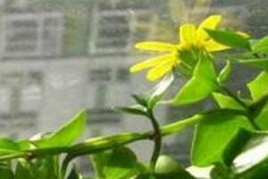 常春藤花期多長時間，常春藤不開花的原因"