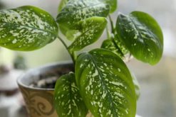 萬年青的養(yǎng)殖方法和注意事項(xiàng)：土壤適宜/溫度適中/切勿暴曬/合理澆水"