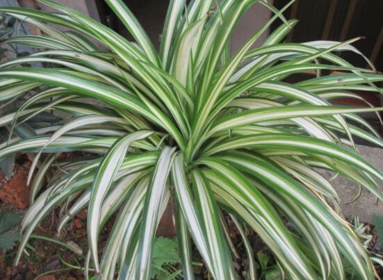 吊蘭多久澆一次水，每個(gè)季節(jié)保持盆土微濕潤(rùn)環(huán)境"