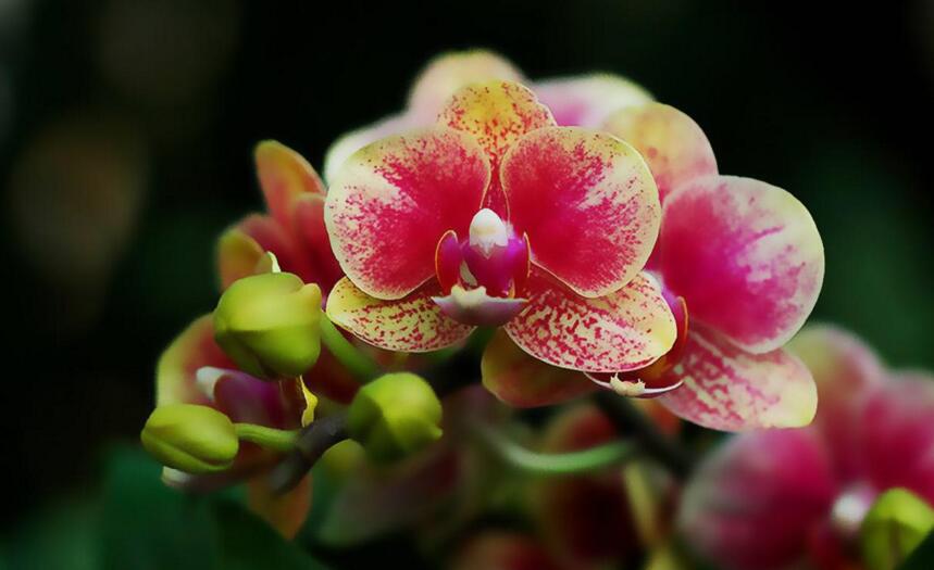 常見蘭花品種圖片名稱，常見的有春蘭、蕙蘭以及建蘭