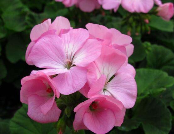 天竺葵移盆后要澆水嗎，不干不澆、澆則必透"