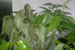 平安樹(shù)葉子發(fā)黃掉落，找到原因及時(shí)處理"