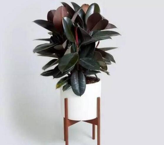 橡皮樹落葉子怎么回事，中自然原因和病害5種原因造成的"