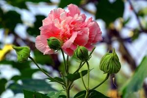 芙蓉花怎么繁殖，芙蓉花的扦插方法"