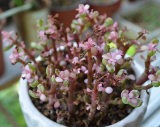 雅樂之舞如何變粉，五個小妙招教你變得粉紅"