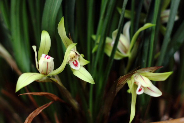 剛移栽的蘭花怎么澆水，當(dāng)天不澆等第二天澆足澆透