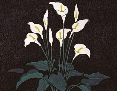 馬蹄蓮的寓意是什么，最適合送給朋友和品格高尚的人"