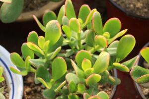 玉樹繁殖方法，葉插繁殖/枝插繁殖/分株繁殖"