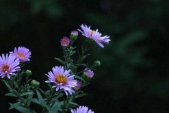 荷蘭菊四季開花嗎，它的花期在每年的8~10月"