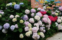 繡球花的養(yǎng)殖方法和注意事項，溫度控制在18-28℃之間最為合適"