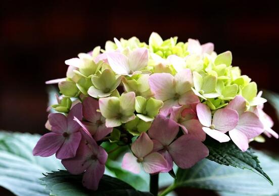 繡球花只長(zhǎng)葉子不開花，做好四點(diǎn)解決辦法便花開爆盆"