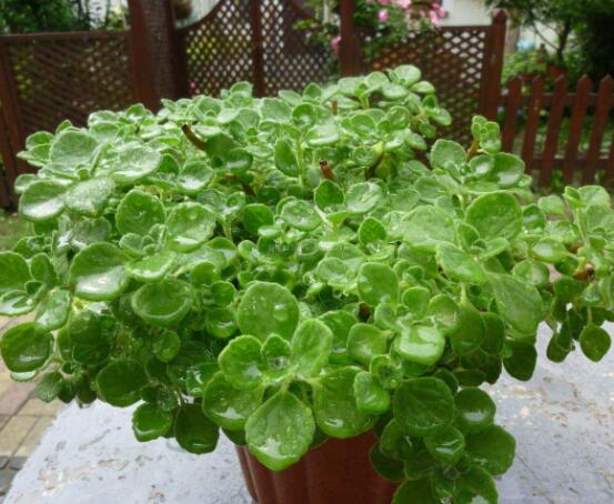 碰碰香為什么一碰就香，其原理主要為葉枕澎壓作用"