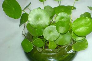 銅錢(qián)草有哪些品種，銅錢(qián)草品種圖片大全"