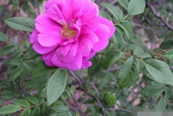 月季水插方法詳解，做好六點(diǎn)簡(jiǎn)單基本步驟生根發(fā)芽快/存活率高"