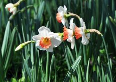 洋水仙有毒嗎（有毒），食用會導(dǎo)致腹痛腹瀉"