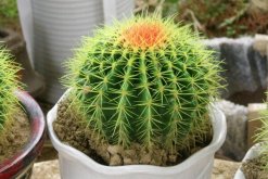 仙人球特點(diǎn)是什么，凈化、裝飾、藥用以及防輻射"