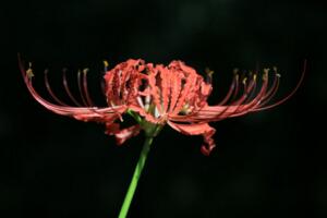 彼岸花花語(yǔ)是什么，象征著絕望愛(ài)情"