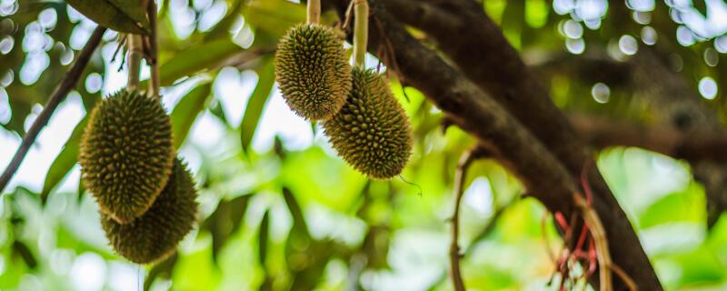榴蓮樹是什么樣子的"