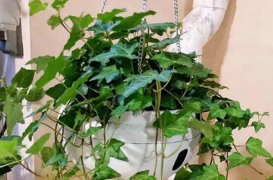 常春藤開花嗎，花期從秋季一直到春季"