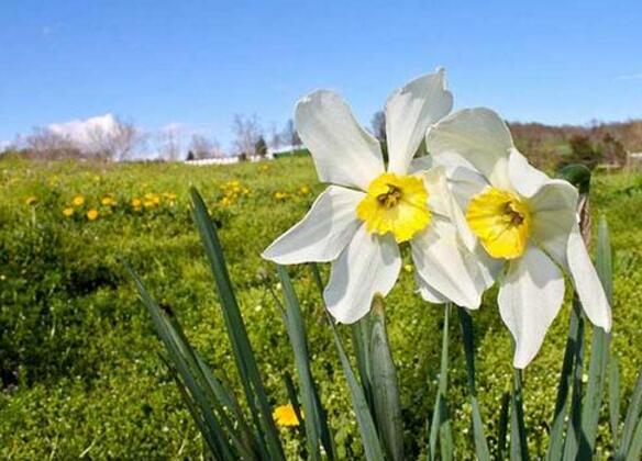 家養(yǎng)水仙花葉子過長怎么辦，4種解決葉子過長的方法"