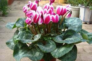 仙客來(lái)葉子發(fā)黃的原因，仙客來(lái)葉子發(fā)黃怎么辦"