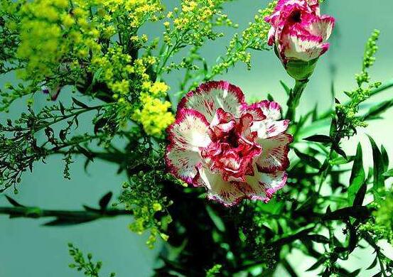 康乃馨的作用，凈化空氣、美化環(huán)境(五個(gè)要點(diǎn))"