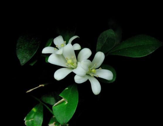 九里香盆栽的功效與作用，制作香精、活血化瘀"