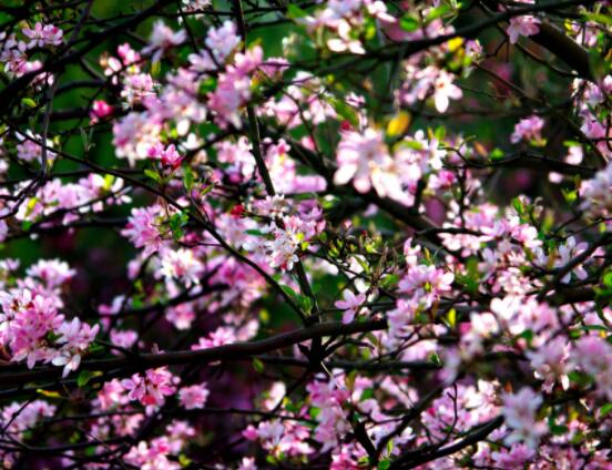 海棠花風(fēng)水寓意，金玉滿堂、富貴迎春"