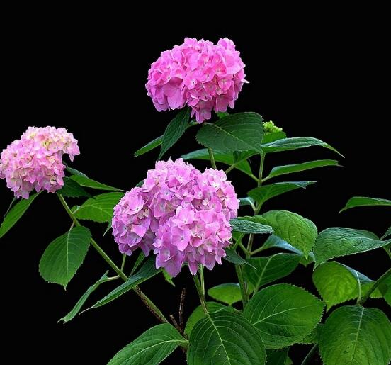 繡球花可以放在臥室嗎，不能/誤食導(dǎo)致嘔吐不止、呼吸減弱"