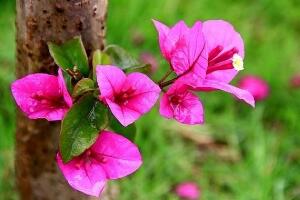 三角梅的風水作用有哪些，三角梅的功效與作用"